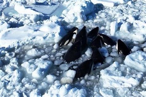Japonya’da katil balinalar buz kütlesine sıkıştı